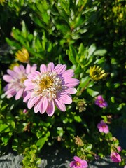 Fototapeta premium Flower pink