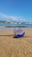 Caravela-Portuguesa azul na areia do mar