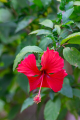 Hibiscus rosa-sinensis, known as Chinese hibiscus, China rose, Hawaiian hibiscus, rose mallow and shoeblack plant. In Indonesia it's called kembang sepatu merah.