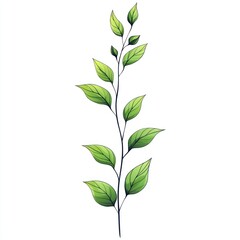 Single green stem with leaves on white background.
