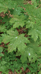 Closeup of fresh green maple tree leaves wet after rain and covered with water drops at cloudy summer day. With no people beautiful natural background.