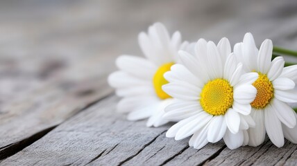 Obraz premium Close-up of white daisies with yellow centers on wooden background