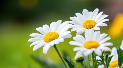 Obraz premium Close-up of white daisies with yellow centers in green field