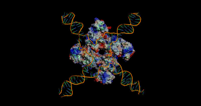 RuvB, Holliday Junction Branch Migration Protein, 3D Molecule Electrostatic Surface, 4K 