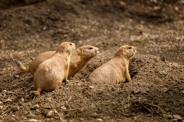 Prairie dog social group. Adult black-tailed prairie dogs, Cynomys ludovicianus, sitting near...