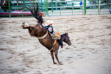horses and cows at the rodeo in jackson hole wyoming breaking wild horses and bulls 