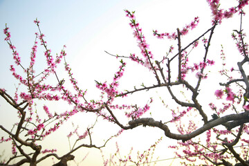 In full bloom in the peach blossom