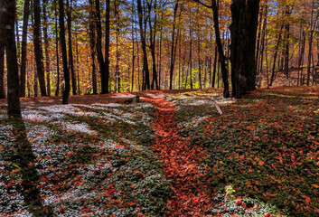 Vermont forest floor pathway lined with fall foliage leaves