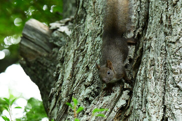 木を下りる夏の森の子リス