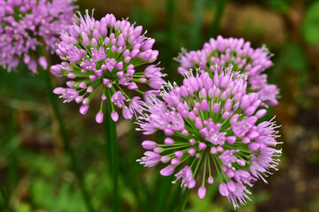 開き始めた庭のアリウム