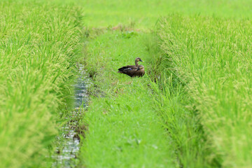 畦道のカルガモ