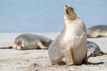Naklejka premium Australian Sea Lion, Seal Bay, Kangaroo Island, South Australia, native coastal ocean seal. wildlife eco tourism travel destination