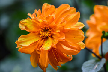 A close-up of a vibrant orange dahlia flower with dewdrops glistening on its petals. The flower is in full bloom, showcasing its intricate layers and bright color, drawing attention to it's beauty.