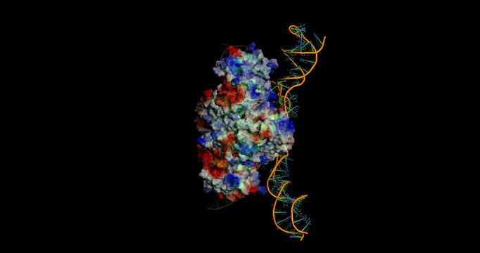  RuvB-Mediated DNA Branch Migration at Holliday Junctions: How a Molecular Machine Repairs DNA, 3D Molecule Electrostatic Surface, spinning 4K