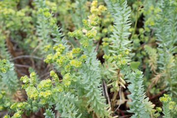Sea spurge, Euphorbia paralias, invasive introduced coastal plant Australia, native threat habitat environment