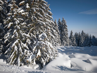Winter landscape of Vitosha Mountain, Bulgaria