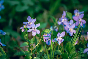 Viola reichenbachiana. Common Violet. Small purple flowers in forest at early spring