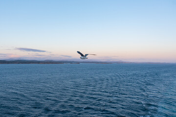 Beautiful photo of the sea waves - Bird flying