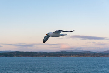 Beautiful photo of the sea waves - Bird flying