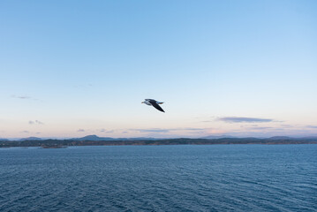 Beautiful photo of the sea waves - Bird flying