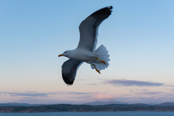 Beautiful photo of the sea waves - Bird flying