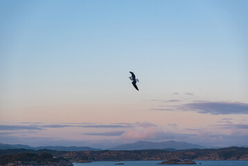 Beautiful photo of the sea waves - Bird flying