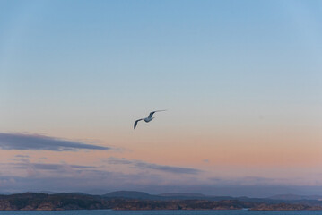 Beautiful photo of the sea waves - Bird flying