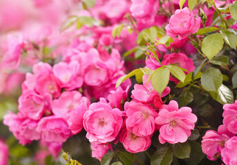 Obraz premium Summer blossoming delicate roses in garden, rose blooming flowers shrub, pastel and soft bouquet floral card, selective focus, shallow focus, toned