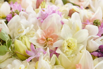 Blossoming white and light yellow daffodils, pink hyacinths and spring flowers festive background, bright springtime bouquet floral card, selective focus, shallow focus