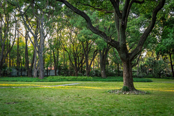 Obraz premium spring in the park