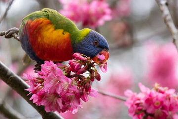 Cherry Blossom Lorikeet