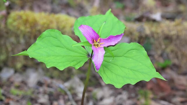 Western White Trillium in purple phase with bracts on forest floor