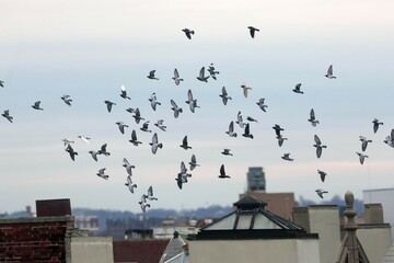 A big flock of pigeons over the city 