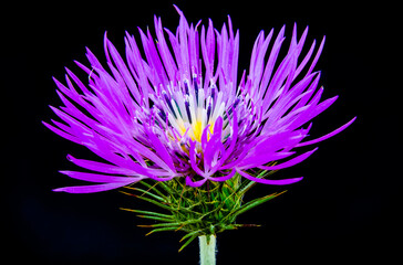 Macrophotography of thistle flower with violet petals on black background.