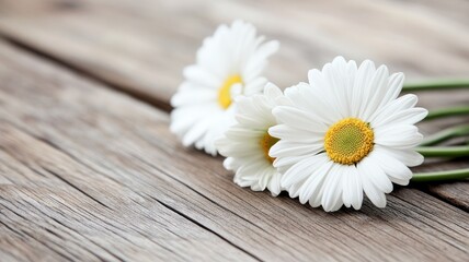 Obraz premium Fresh white daisies with yellow centers on wooden background