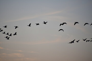 Geese