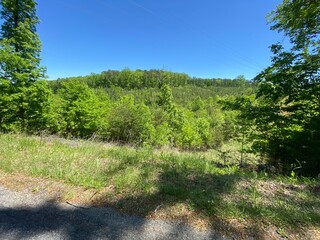 Trees - Bedford County, VA