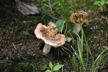 Mashroom-25