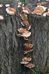Mushroom-23
