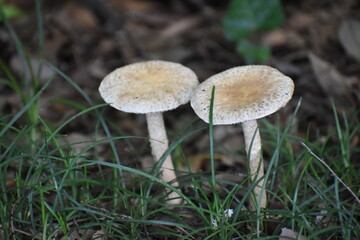 Mashroom-20