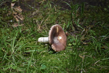 Mashroom-17