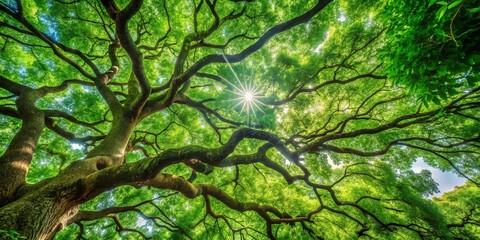 A Canopy of Green, Where Sunlight Dapples Through Twisted Branches, Creating a Serene and Tranquil Atmosphere