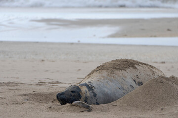 Elefante marino en la playa de Pinamar.