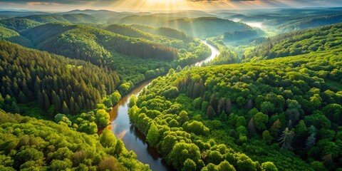A Winding River Through a Lush Green Forest Canopy Illuminated by the Golden Light of the Setting Sun