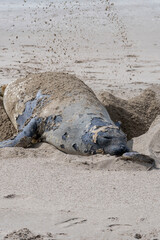 Elefante marino en la playa de Pinamar.