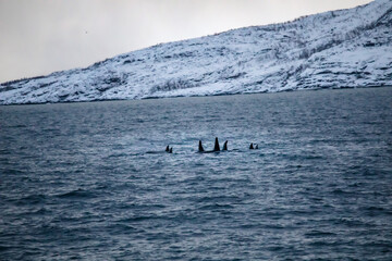 Orca, Killer Whale, in the Tromso, Norway Sea
