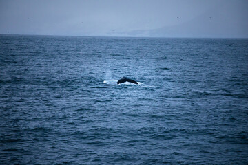 Humpback Whale in the Tromso, Norway Sea
