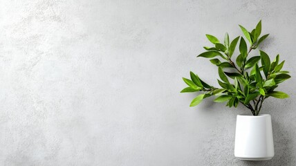 Green plant in white pot against gray background
