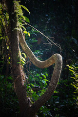 Native trees in Asia trying to survive in an agriculture based area
