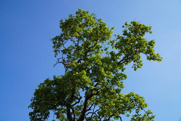 Native trees in Asia trying to survive in an agriculture based area